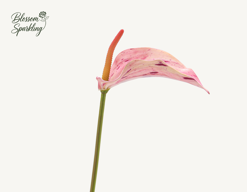 Artificial Anthurium Flowers